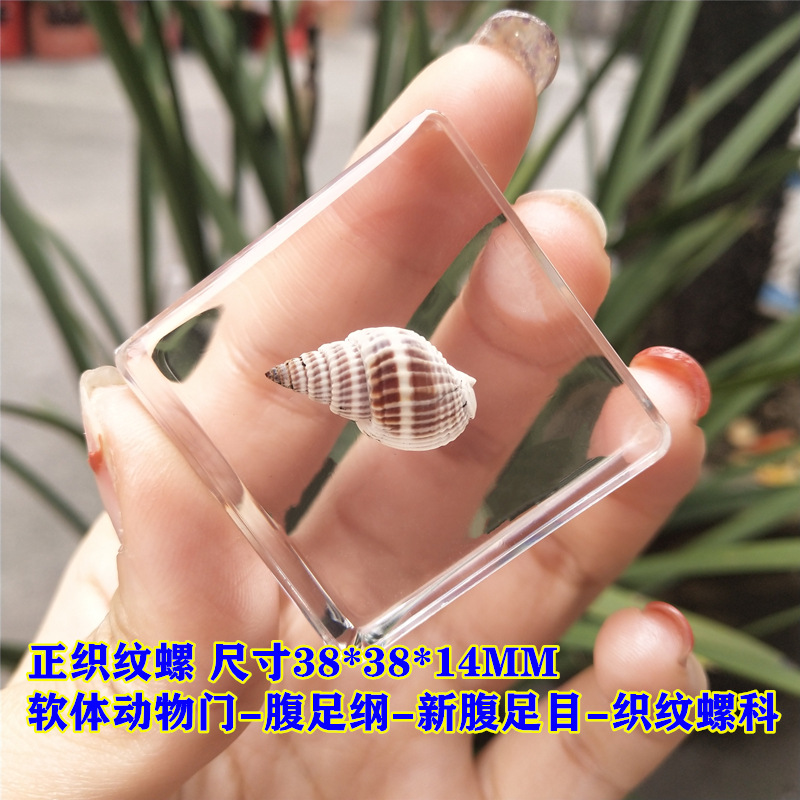 보라색 빨간색 정면 직조 달팽이 40%