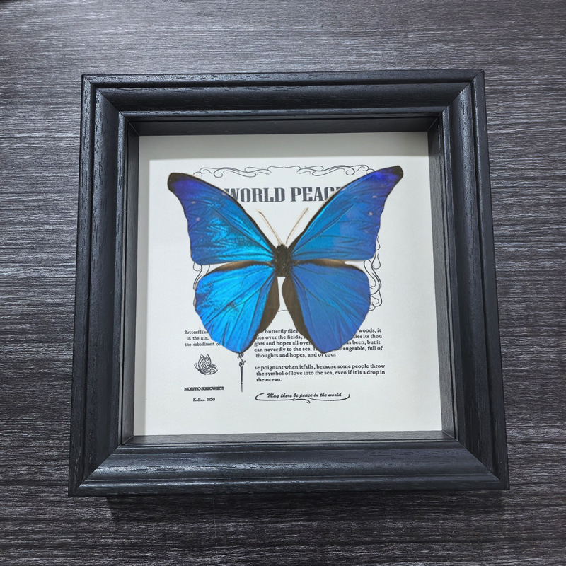 Glass Stereo Photo Frame Insect Butterfly Fossil Specimen Display High-End Table Rectangular Picture Frame Wholesale Creative
