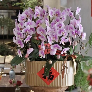 �����m���Fˇ���軨�����W���ܶ����y�������Gֲ���滨����ʽ�[��