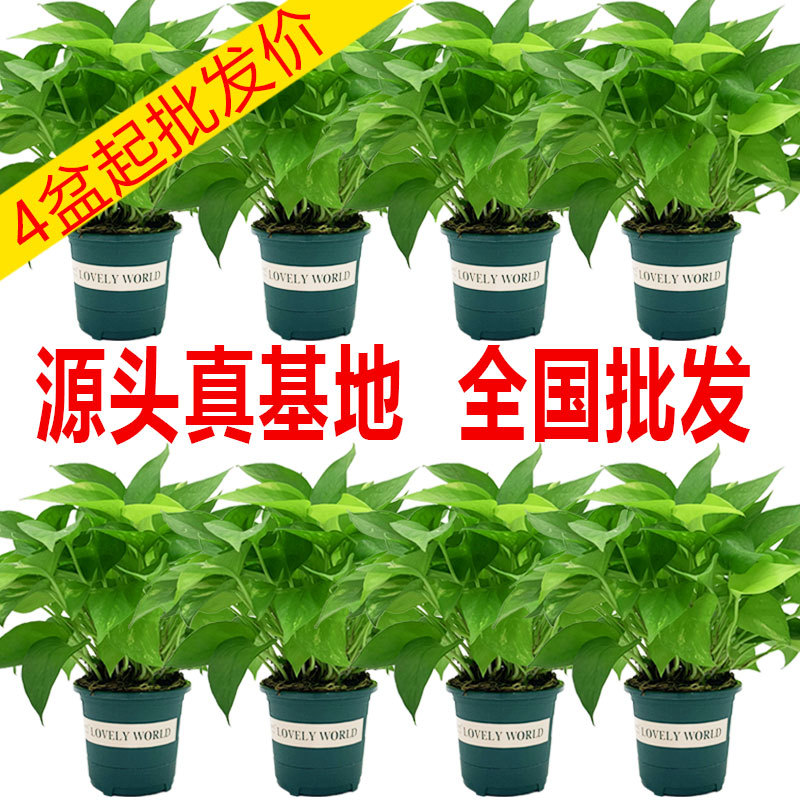 180绿箩盆栽室内绿植好养大叶绿萝花卉植物源头基地直发市场批发