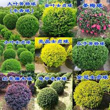 红叶石楠球红花檵木球瓜子黄杨球茶梅海桐冬青球庭院园林耐寒植物