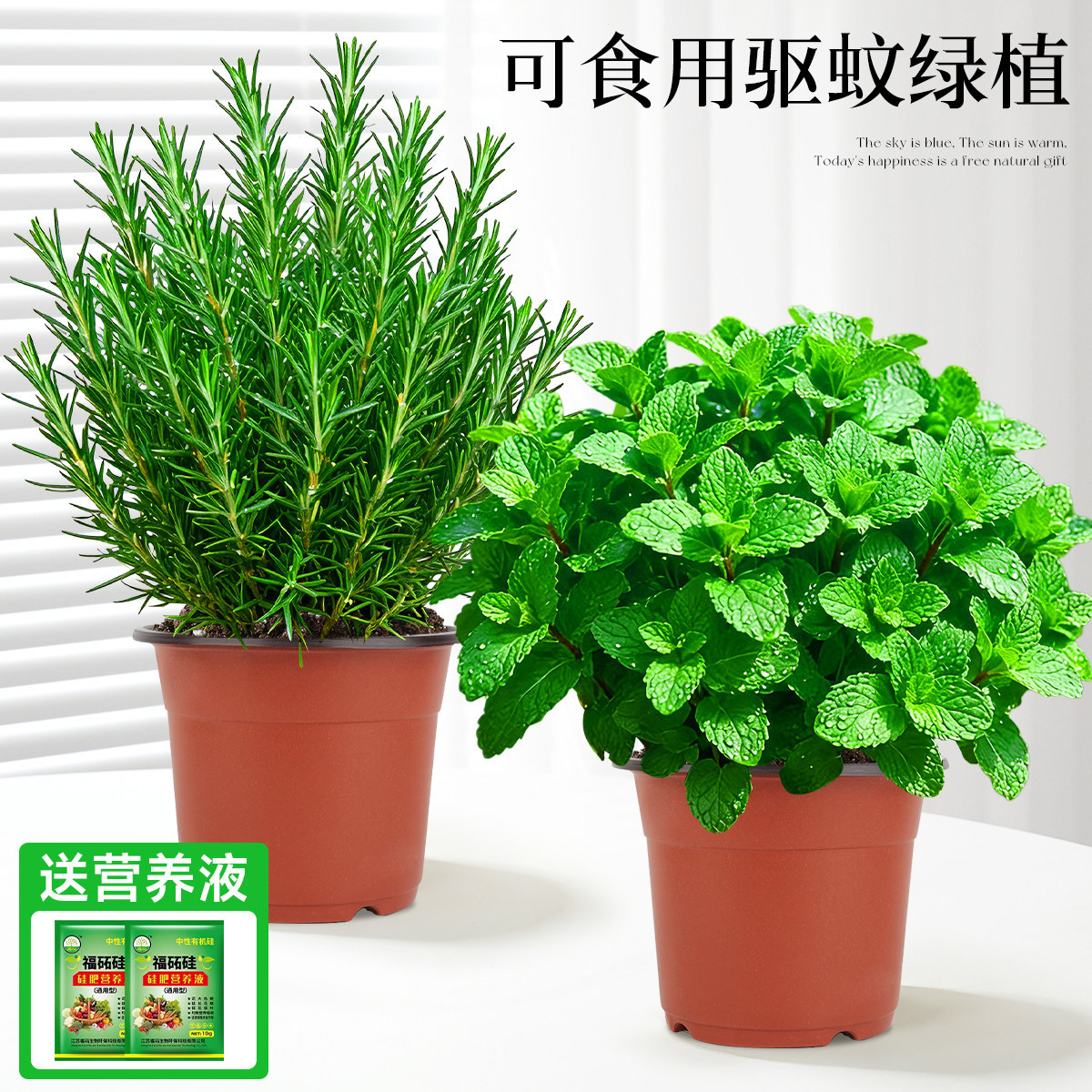 With simple planting pot