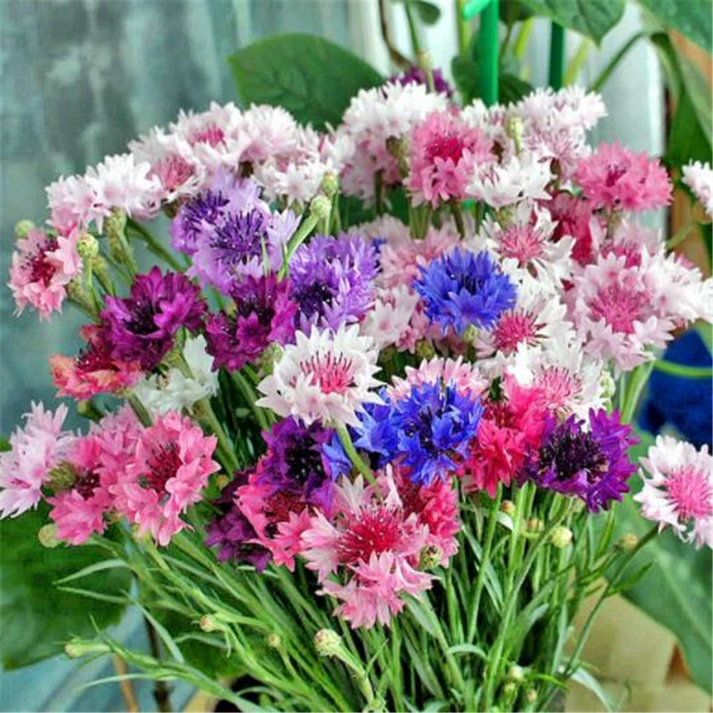 Семена кутуза цветут в любое время года и легко выращиваются. Цветочные семена — это морозостойкие семена синего гибискуса. Семена садовых уличных цветов.