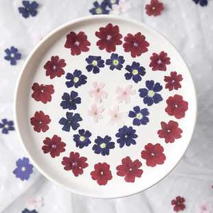 Beautiful Sakura Natural Color Dried Flower Embossed Material Package Flower diy Bookmark Dropping Glue Dried Flower Flower Plant Specimen