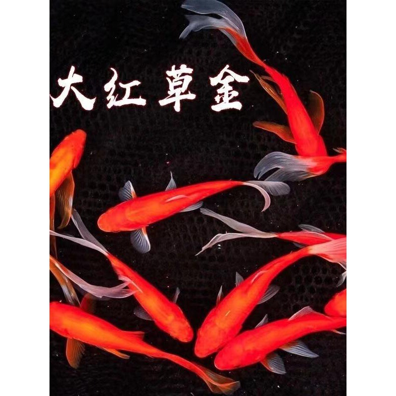 Red Grass Goldfish Are Easy to Care for and Long-Lasting; Long-Tailed Red Grass Ornamental Fish, Koi, Live Cold-Water Fish, Red Grass Freshwater Fish