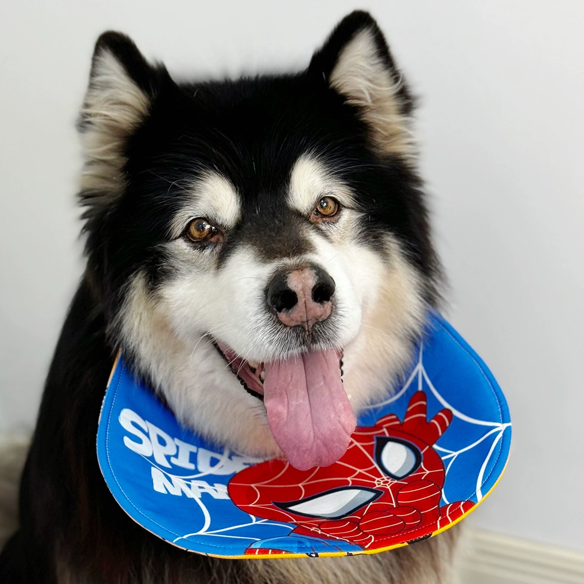 Летнее полотенце для собак может быть самостоятельным нагрудником