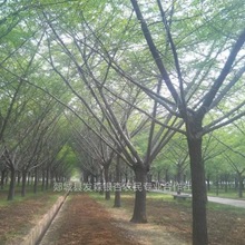 Їy֮l-Nֱ15ּ޽yӘ ҎRȫ 