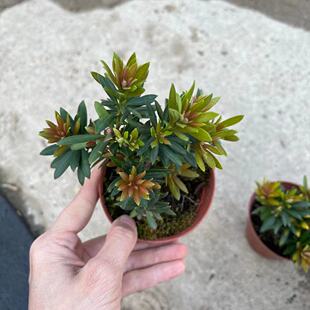 90 Gem Podocarpus Creative Furniture Small Potted Micro Landscape Plants Landscaping Plants