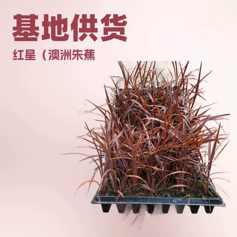 База поставляет большое количество декоративных растений Хунсин (Австралийский Чжу Цзяо) Культура ткани рассада садовые цветы рассада оптом
