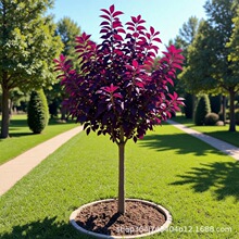 2026�������� ���~����� ��������С��Ҏ���Rȫ�t�~��G�h��