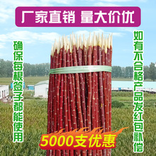 新疆红柳烤肉签子红柳枝签子羊肉大串木签烧烤签30354050厘米包汗