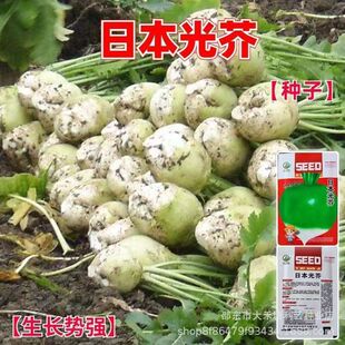�ձ����N�Ӿ��x���^�ˈA�^������������ե�˷N���r���߲˷N��