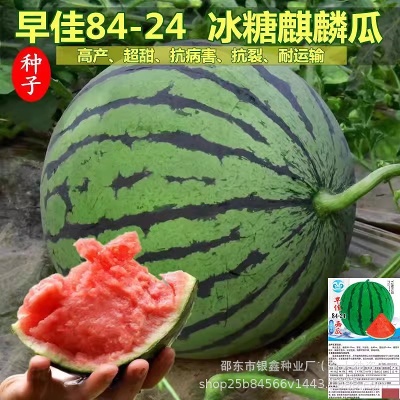 早佳8424西瓜种美都早熟早佳懒汉麒麟海南甜王大小西瓜籽大田用种