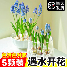葡萄风信子大种球水培植物室内秋冬盆栽风信子郁金香好养花卉绿植