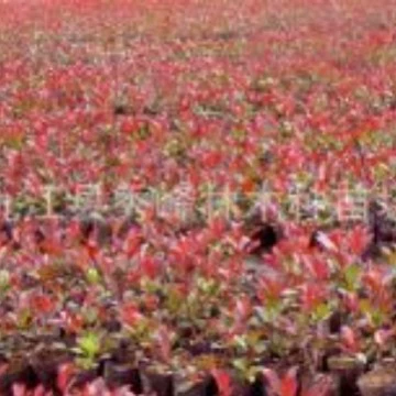 Саженцы для озеленения двора, саженцы розмарина с красными листьями, кустарники, саженцы цветных блоков, красный цветочный палочковый дерево, саженцы розмарина с красными листьями.