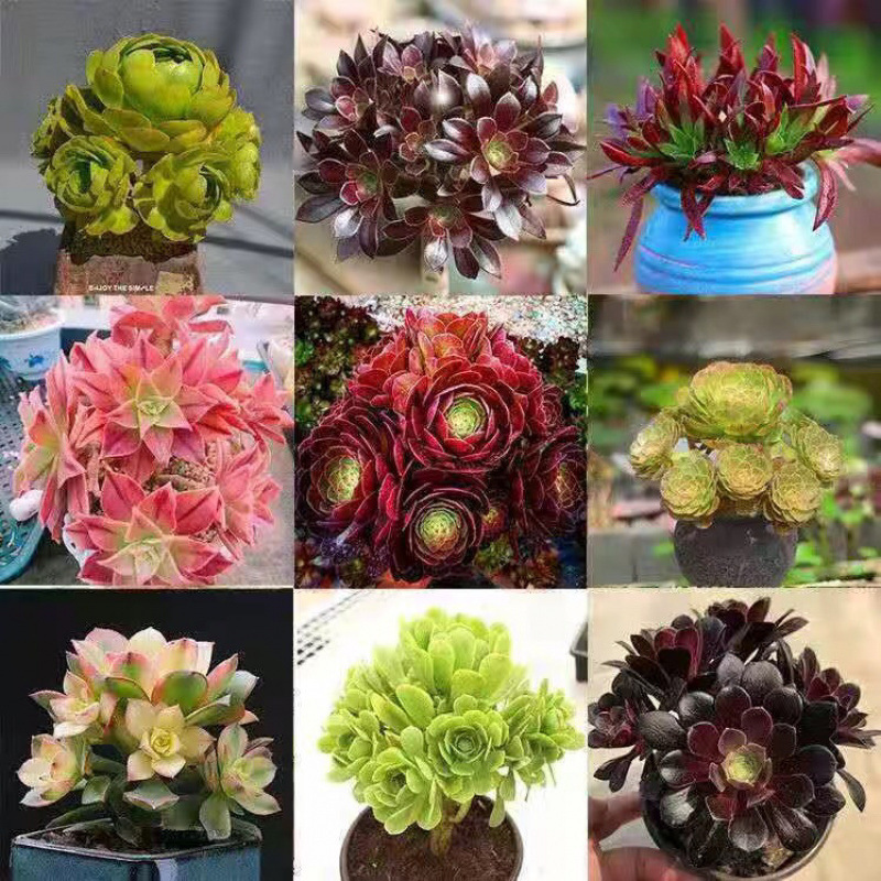 [프로모션 모델] 랜덤 고기마법사 높이 15cm 2개