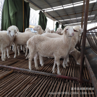 ����Сβ����С���� ����ĸ��Сβ�������r��С����