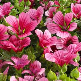 马落葵种子批发香草籽马洛葵锦葵阳台庭院都可播种四季播种花