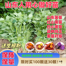 �t����ع���t��������������������Ʒ�N����25�������ļt����N