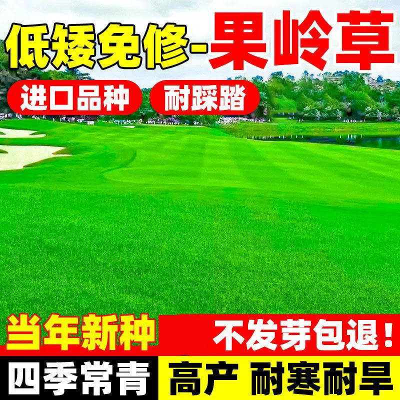 Семена газонной травы для гольфа, семена газонной травы, семена газонной травы для кемпинга на дворах B&B, всесезонные зеленые морозостойкие семена газонной травы для инженерного зеленения