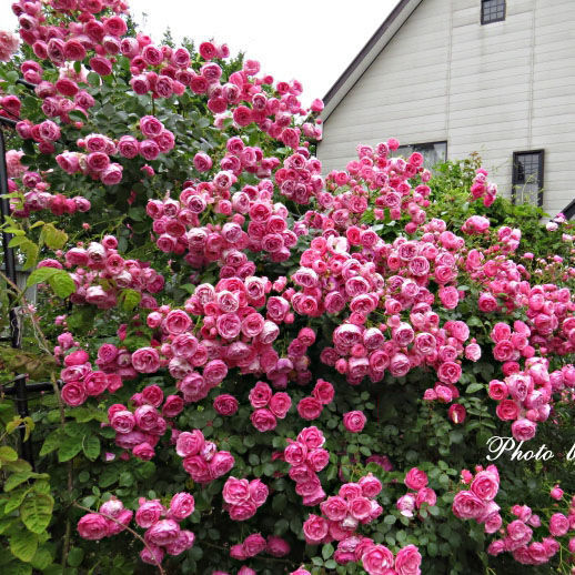 엘라 폼폼 (모종 1개에 뿌리가루 포함)