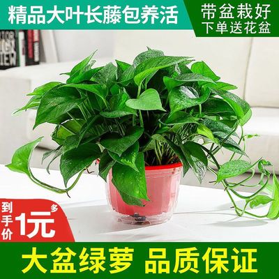 Scindapsus Hydroponics Of large number wholesale Potted plant water uptake flowers and plants indoor A new house Garland Green basket Botany Green plant