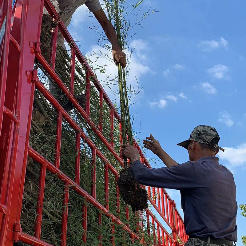 Оптовые поставки бамбуковых саженцев от производителя, зеленые бамбуковые саженцы, саженцы мосо-бамбука, ранние садовые бамбуковые саженцы, бамбук для озеленения двора и другие сорта.
