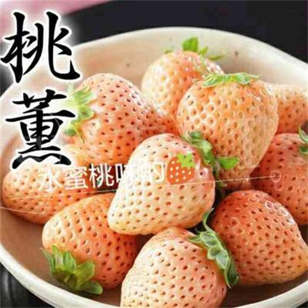 阳台盆栽白草莓苗基地 菠萝莓小白草莓苗白色的草莓苗红颜草莓苗