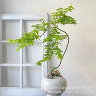 �S����Ȫ���������Ծ��Gֲ�҃��̨�k���ҿ͏d���B���ļ����~�h֦