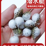 大金娃娃河豚活体潜水艇巧克力娃娃鱼草缸除螺宠物小型热带观赏鱼