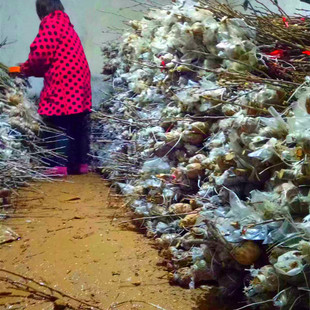 ���x��觼t���Ҙ� �����m����� ���]�޽����Ϸ��Nֲ���ҹ���ֱ�N