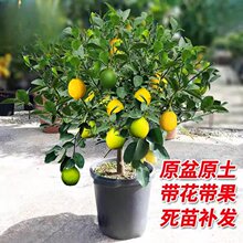 香水柠檬树盆栽带果可食用室内庭院种植四季结果广东无核青柠檬苗