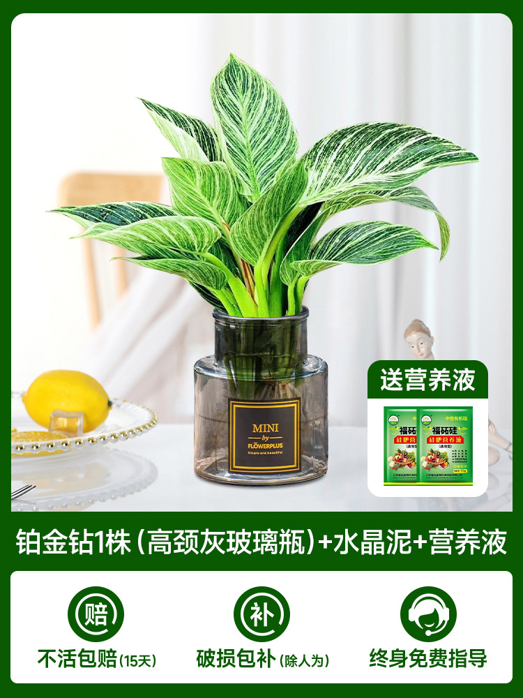 [두인 핫모델] 백금다이아몬드 1개(하이넥 그레이 유리병) + 크리스탈 머드 + 영양액 2개