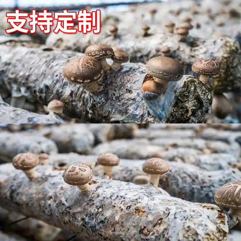 O1CN01OatJlN1vMsP0iJZaj_!!2219