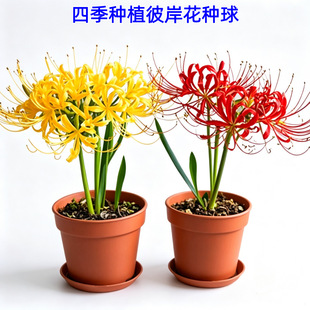 �˰����N������ɳ�A����ʯ����\�N�Ӵ�N���̨�����ļ��Nֲ�_��
