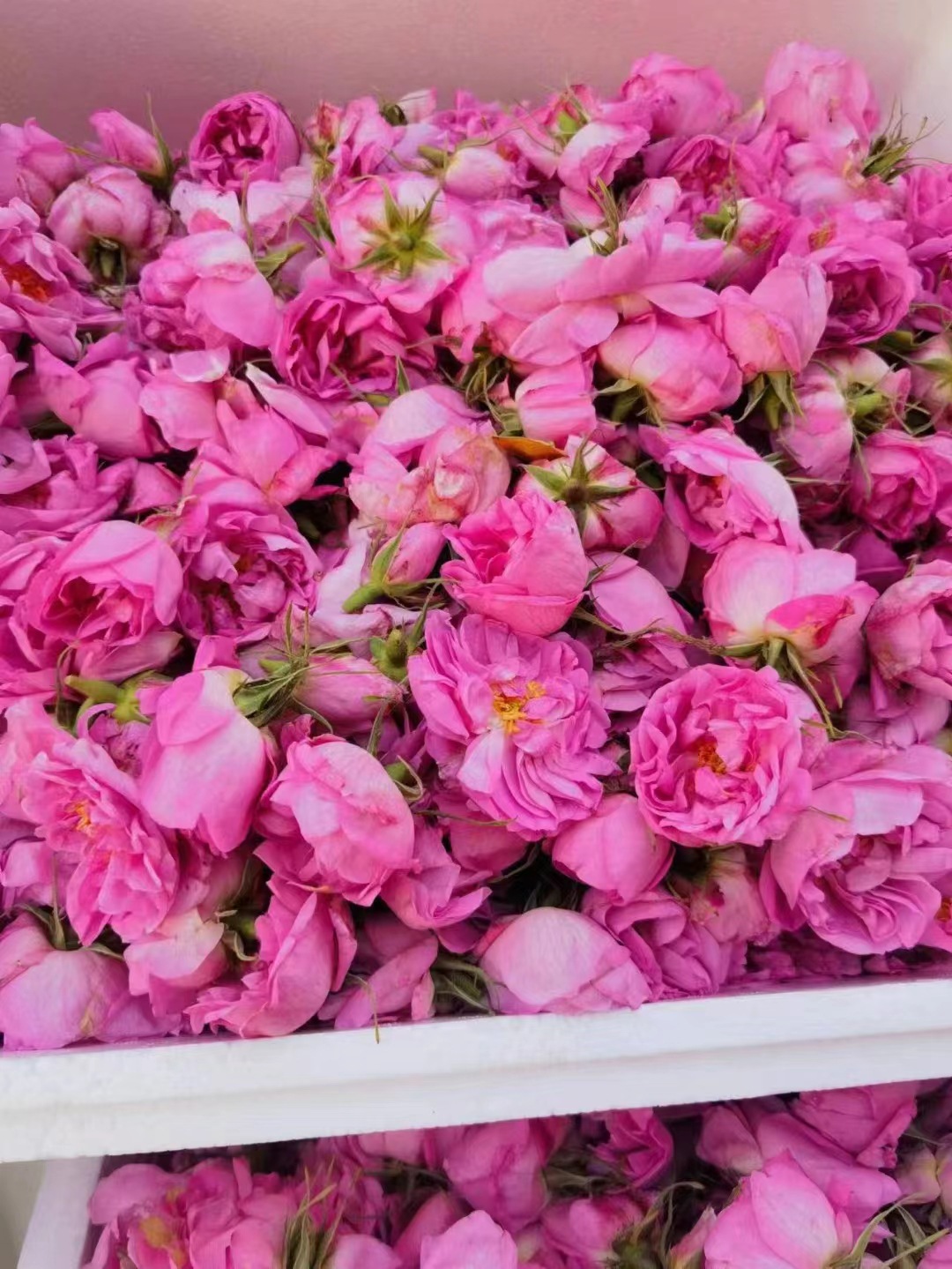 千叶玫瑰纯露 玫瑰纯露 玫瑰花水