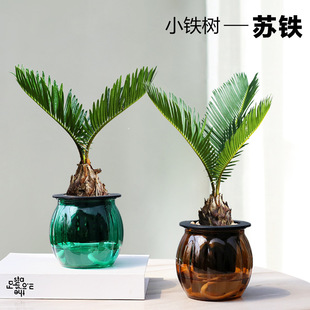 С�F�������K�Fֲ���҃��ļ����B���GСֲ�ﶬ���ͺ��Gֲϲ�ֲ��