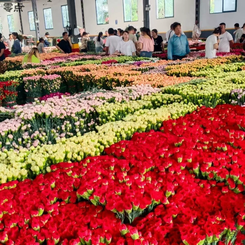 Юньнаньская база холодовой цепи с цветами гвоздики напрямую поставляет листья эвкалипта, канареечный парфюм, лилии, цветы для дома и жизни.