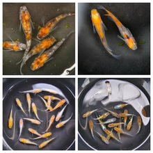 �^�����F�~���w�^�pȺ����ˮ���F�~ԭ���~΢���\��С�͟����㵭ˮ