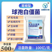 包邮球孢白僵菌100亿/g原粉天牛松毛虫蛴螬菜青虫生物菌剂杀虫