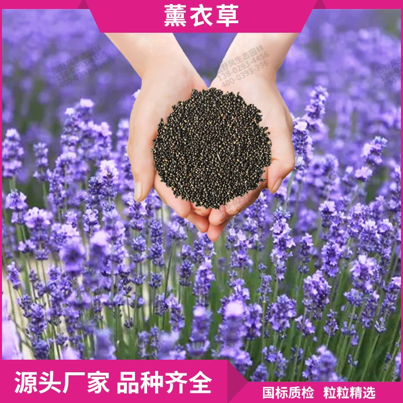 Семена лаванды для посадки в любое время года на балконных садах, многолетние морозостойкие и ленивые растения, семена цветов, семена оптом.