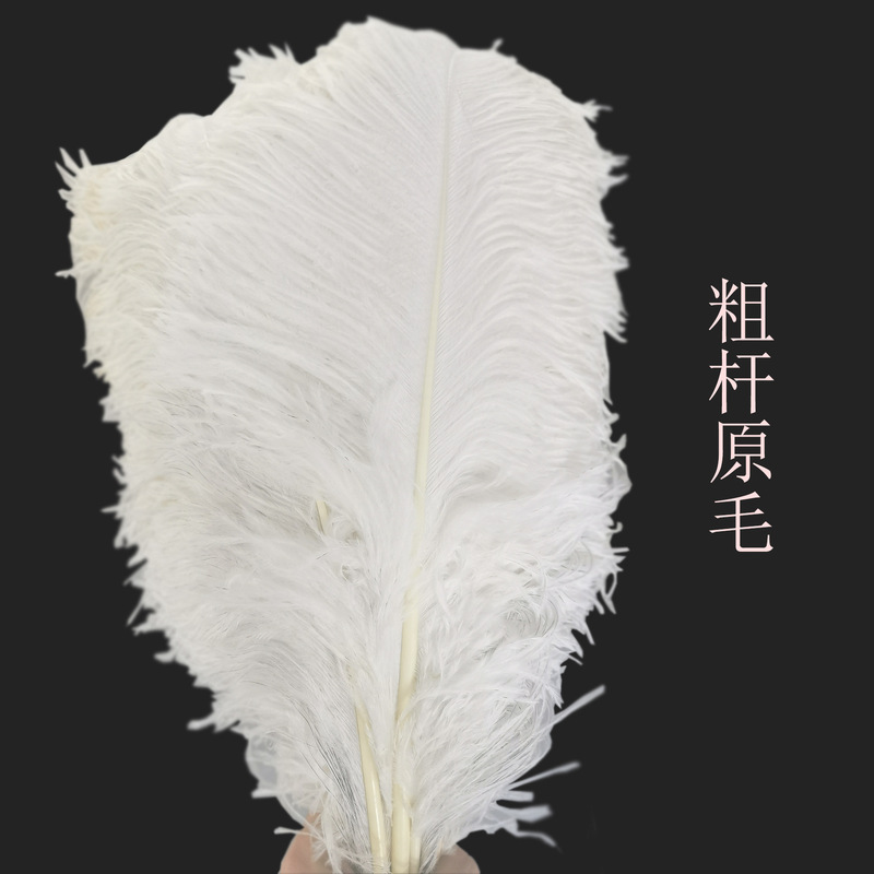 50-55cm Thick Ostrich Feathers Manufacturer Has Large Quantities in Stock for Wedding Table Flower Decoration, South African Raw Feathers, South African Ostrich Feathers
