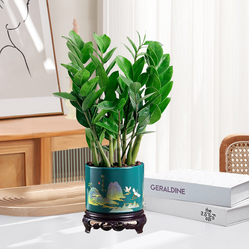 Pohon uang 25-30cm6-8 (pot porselen matahari terbit Dongsheng) pupuk khusus