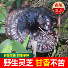 Fݺ`֥Ұɽϳ֥Ƭݲݾư]