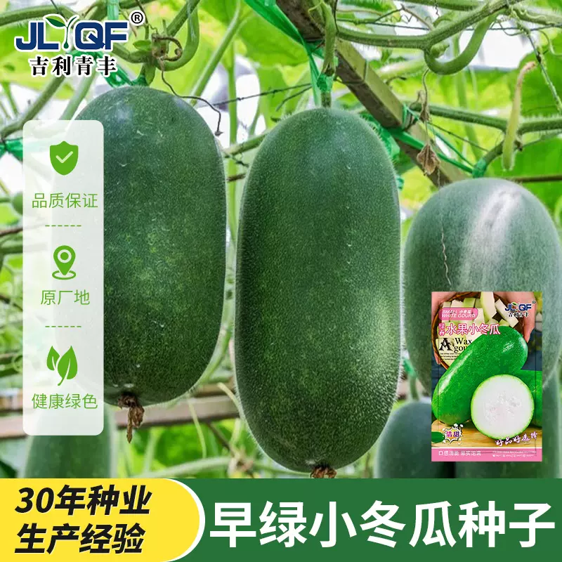 早绿早熟小冬瓜种子嫩绿小冬瓜小节瓜春夏秋种高产小冬瓜籽冬瓜籽