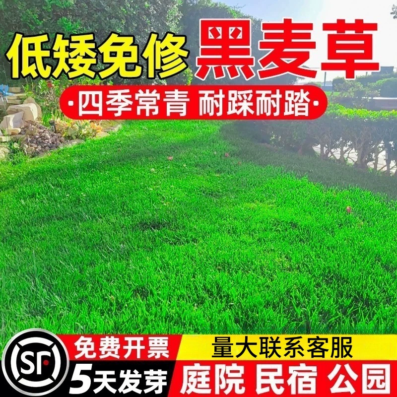 Семена ржавки, семена многолетней ржавки American Blue Label, низкорослые не требующие особого ухода семена для защиты склонов и создания зеленого покрытия