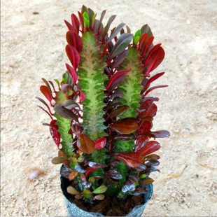 Brazilian Keel Plant Jade Unicorn Potted Plant Living Room Indoor All Year Round Good to Feed Formaldehyde-Absorbing Succulent Large Green Plant Florals