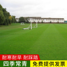 草坪种子庭院别墅美国四季青狗牙根黑麦草籽耐寒护坡牧草免修剪