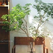 ��Ʒ�R��ľ�r��֦����ˮ��ֲ����R�Gֲ�҃Ȼ��ܾW�t�͏d�b�����