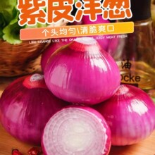 云南紫皮洋葱新鲜紫皮蔬菜红皮洋葱圆葱洋葱云南9斤一件代发